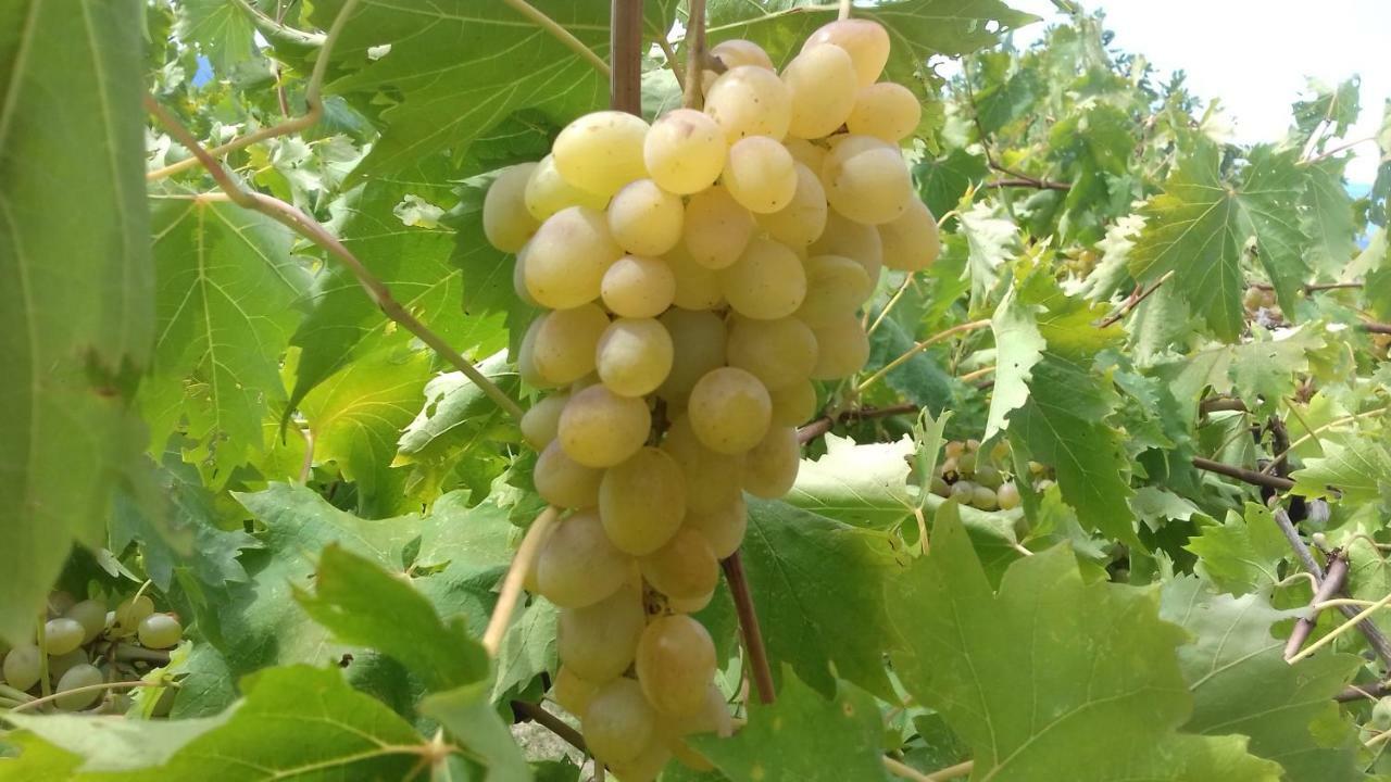 Villa Marija بودغورا المظهر الخارجي الصورة